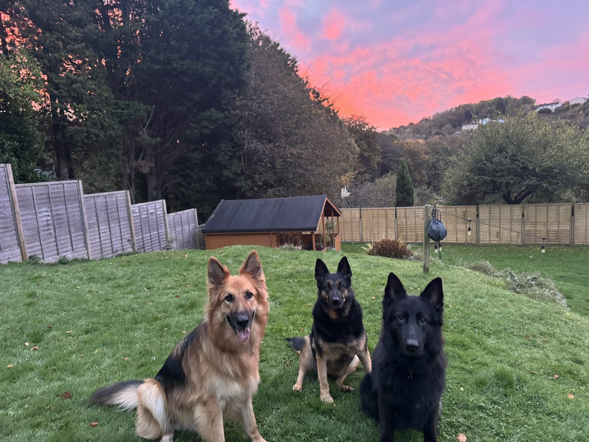 Red sky in the morning shepherds warning ! 💙🐾