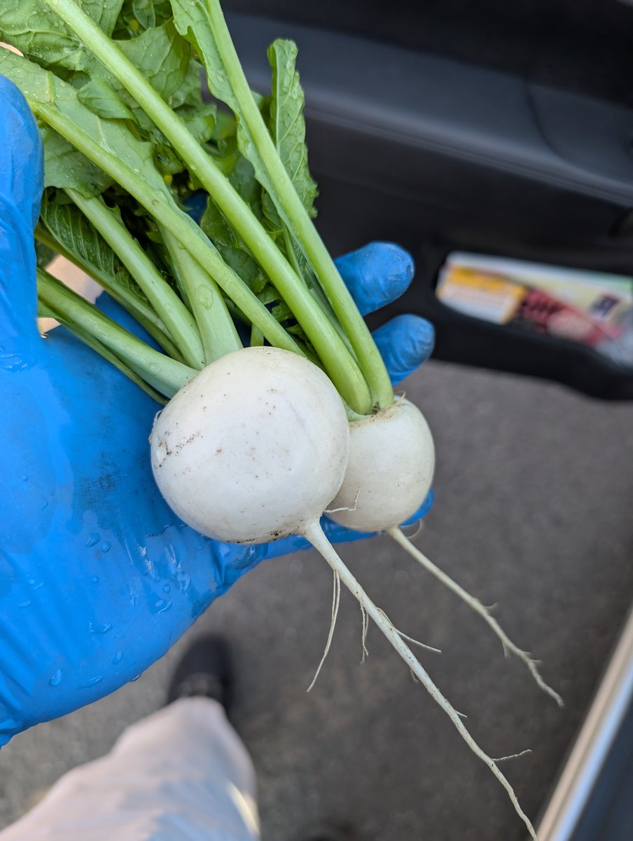 種から育てたカブが採れたぞ❗
鉄拳のセンスないけど野菜を育てるセンスはあるかもしれない