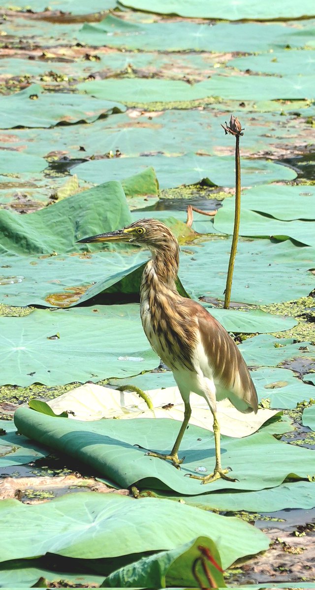 parthosarathi_b's tweet image. Grace in still waters, strength in silence.
Happy Saturday everyone!