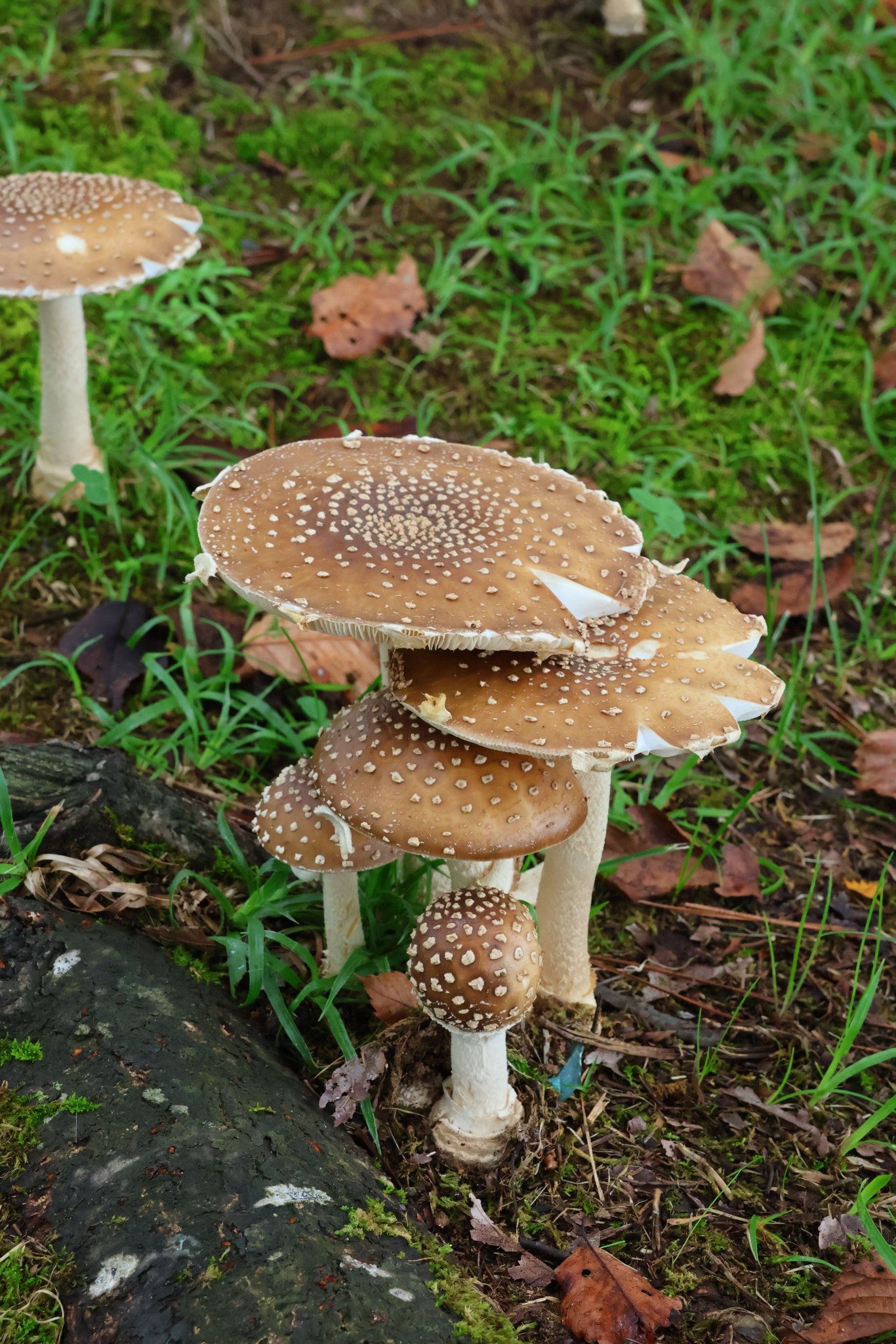 キノコノキノコノ様用テレビ Amazon.co.jp: NTC MONO+ キノコ ソフトマスコット2