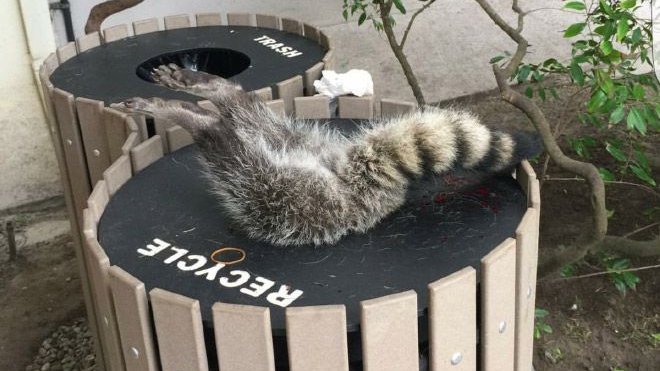 ALL YOU NEED IS RACCOON