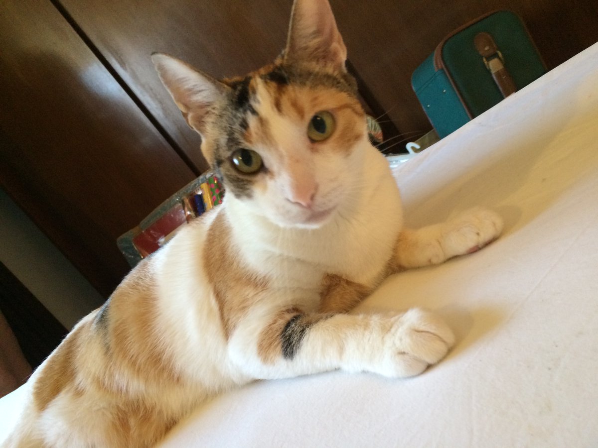 RKS | VV Joe Beltza tweet media