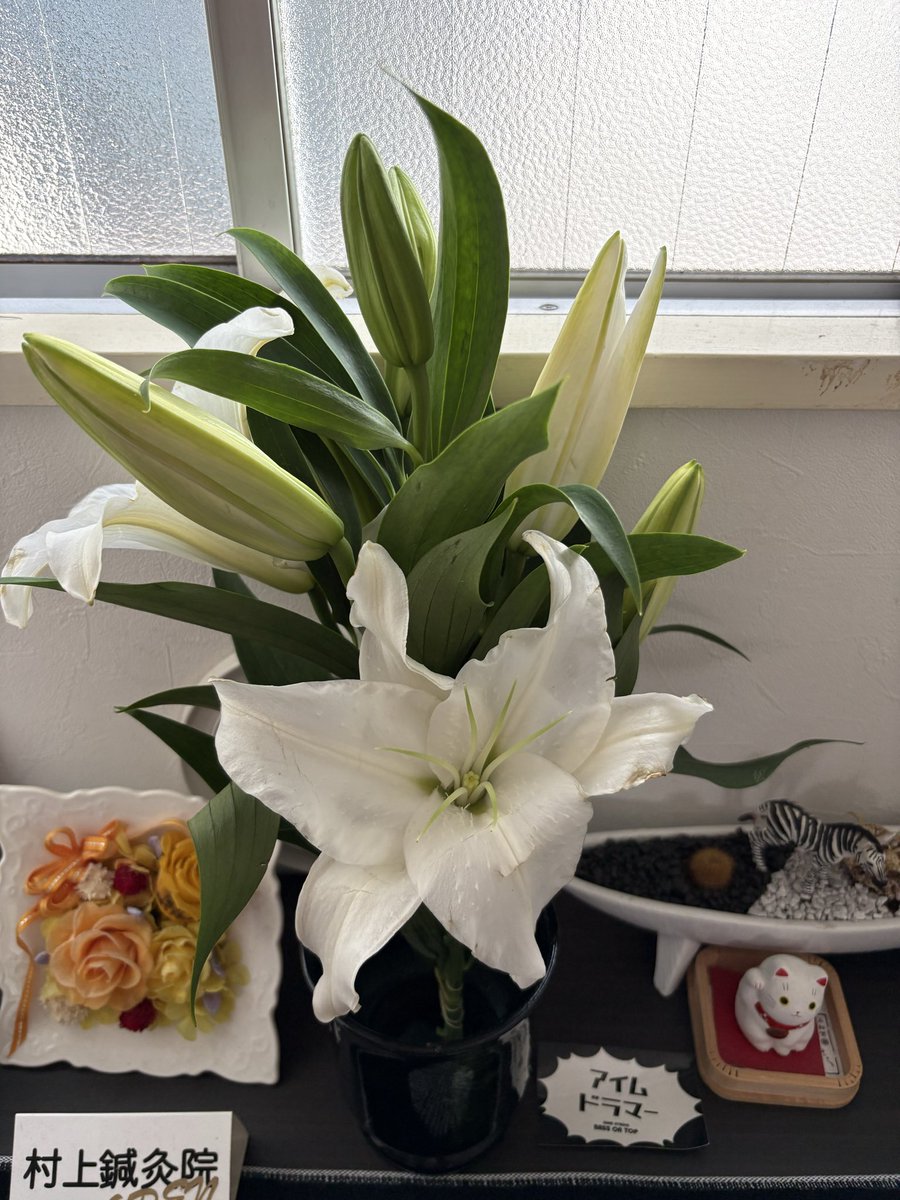 masadrums's tweet image. 10/17のTUBTRACK緒方豊和生誕祭でいただいたお花を治療院にて飾っております。
YouTubeチャンネル「エン人」さん、ありがとうございます😊