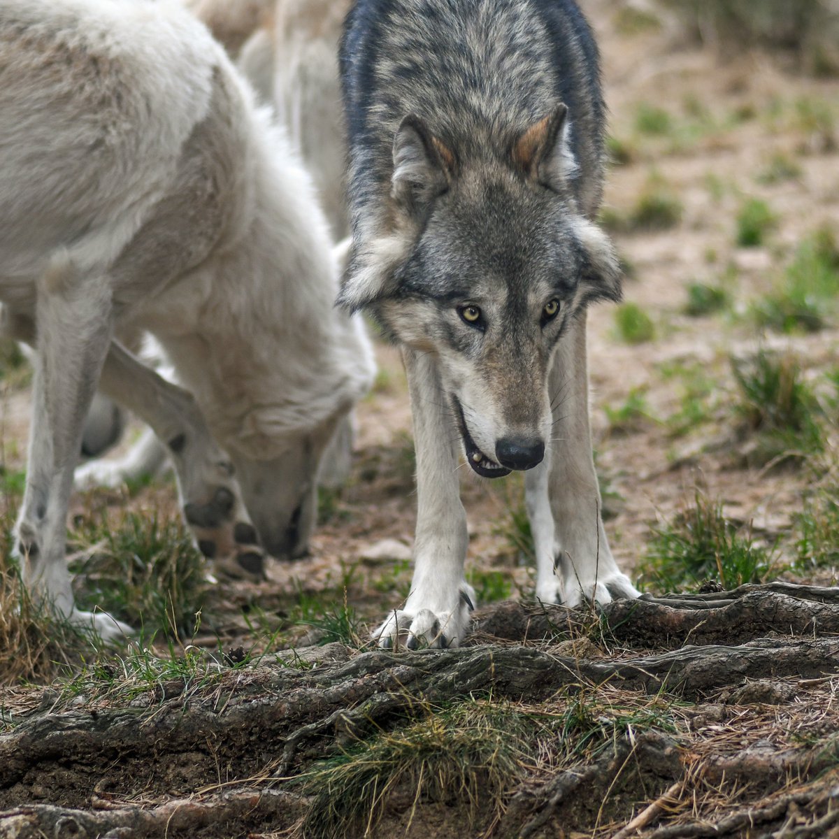 CK9Bot's tweet image. 🐶 Our captivating canine of the hour: Grey Wolf
🔗 Learn more: en.wikipedia.org/wiki/Grey_Wolf