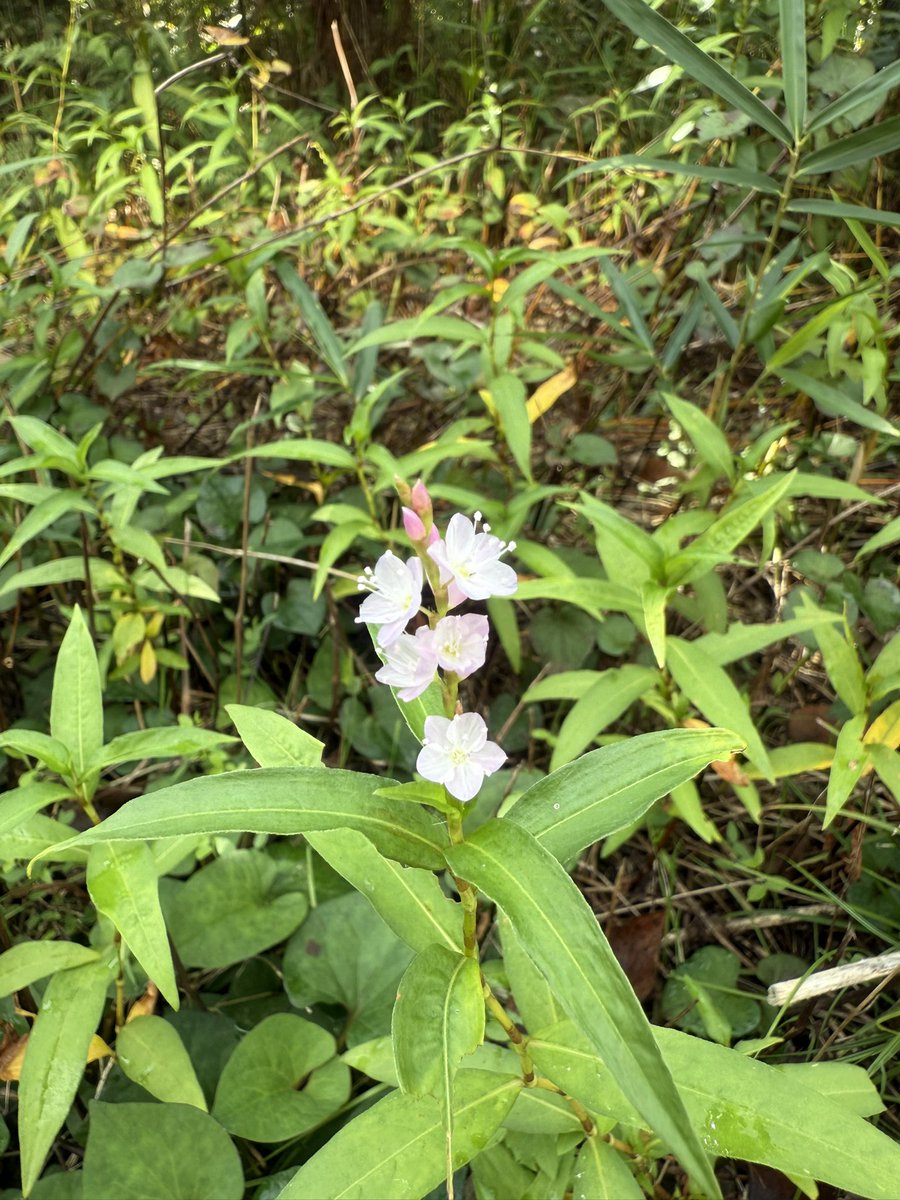 おつかれさまです
サクラタデが咲いていました