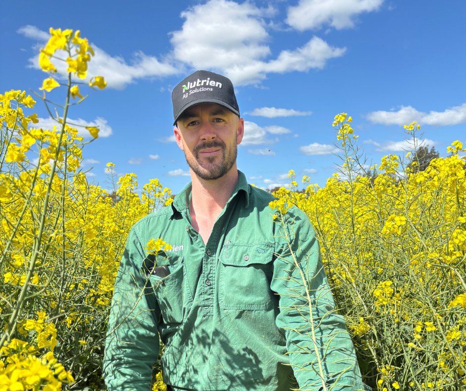 Alex Tier from <a href="/AuNutrien/">Nutrien Ag Solutions Australia</a> Culcairn checking out the impressive main stem length and pod set on Pioneer® canola hybrid, PY429T at Alma Park, NSW. The crop was sown mid-April, supported with 360kg of urea, and is powering ahead, just in time while the header gets a service in the