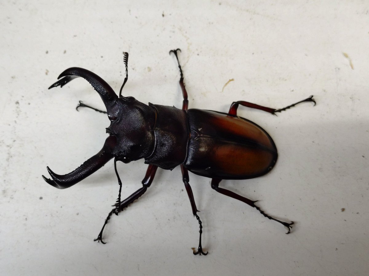 ゴトウヒラタクワガタ　♂６５mm ♀４０ｍm ペア【Garage疾風】 ゴトウヒラタクワガタ ♂７０mm ♀３８ｍm ペアGarage疾風