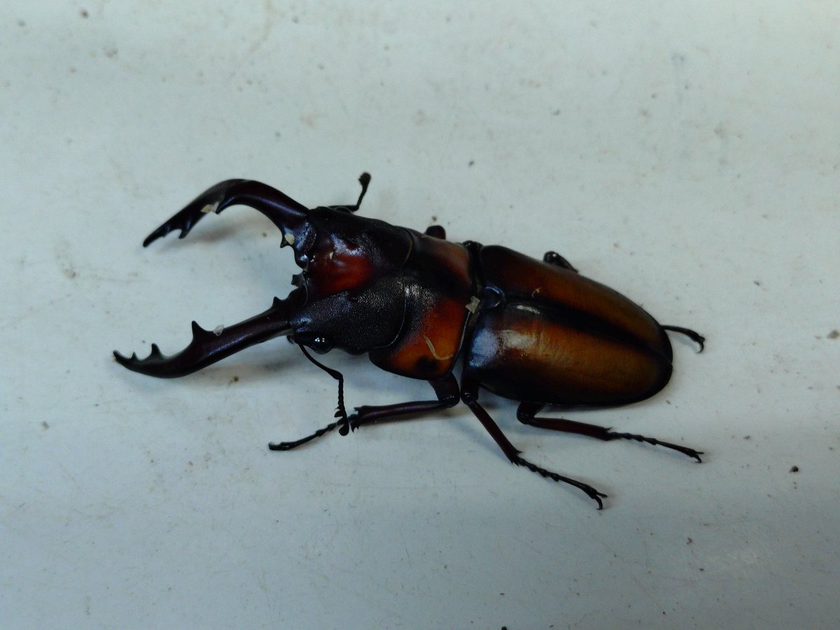 ゴトウヒラタクワガタ　♂６５mm ♀４０ｍm ペア【Garage疾風】 ゴトウヒラタクワガタ ♂７０mm ♀３８ｍm ペアGarage疾風