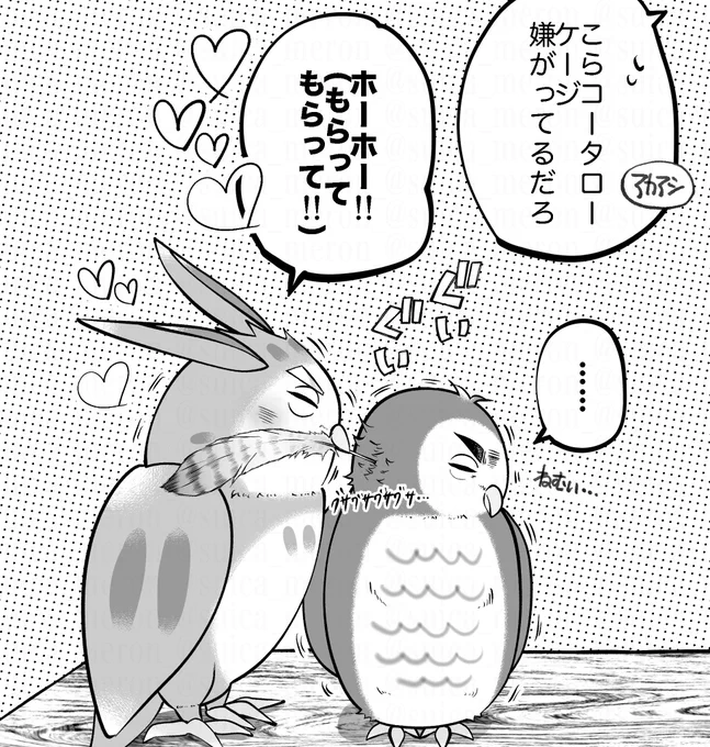 フクロ/ウの求愛は、雄が自分の魅力を伝えるために、その美しい羽をプレゼントする🪶
兎赤を好きになって知った知識。 
