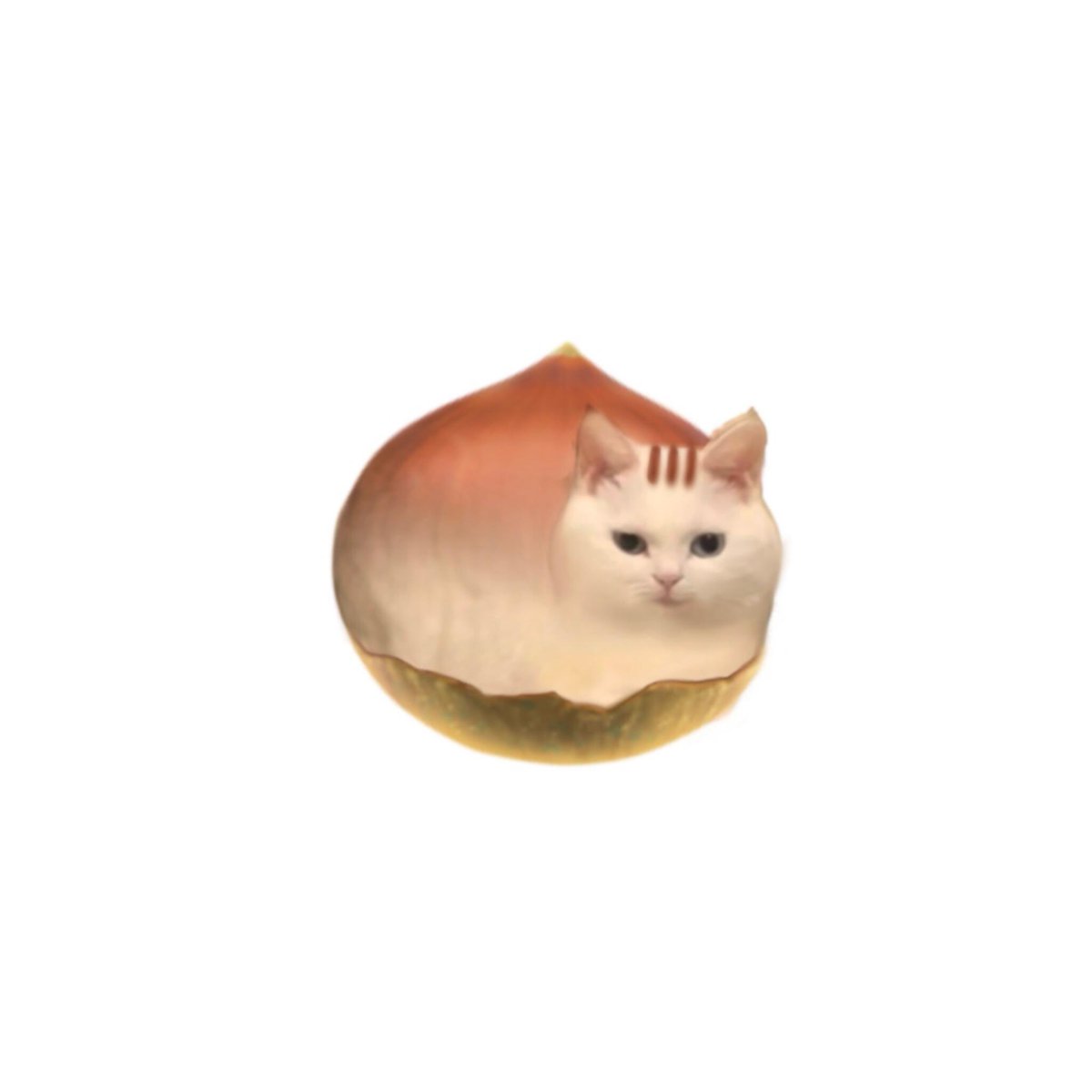 fairyclub1_'s tweet image. 🐈cute