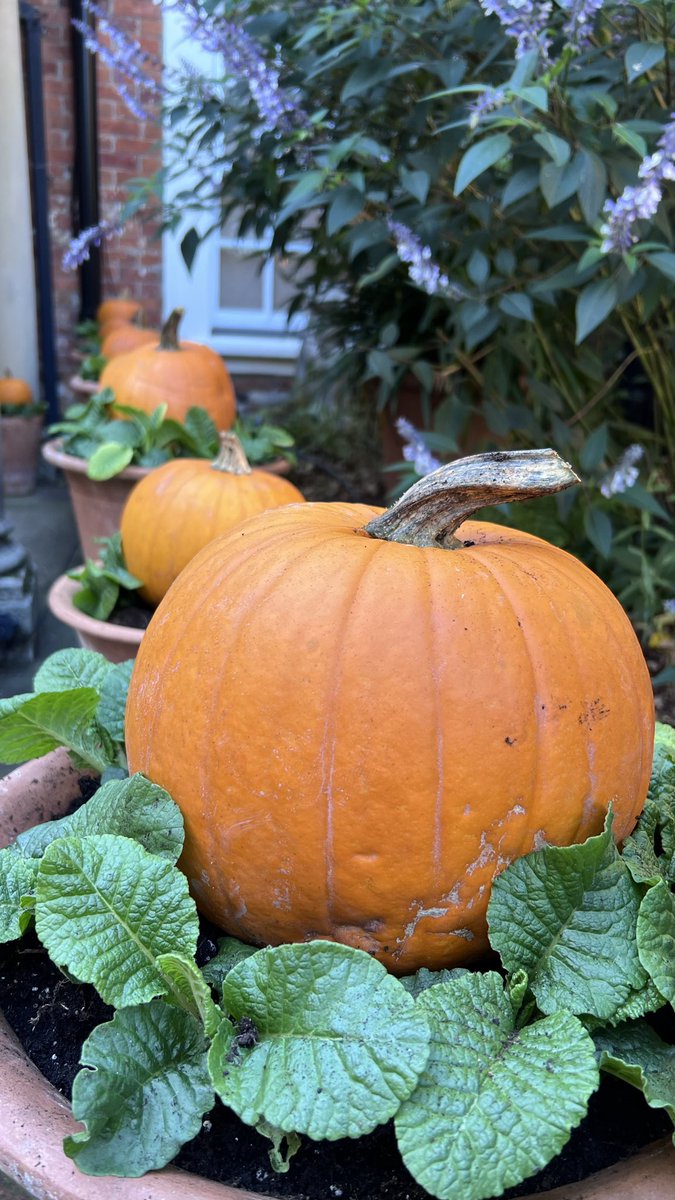 🎃🎃 @DarrenVenables Looking good!!