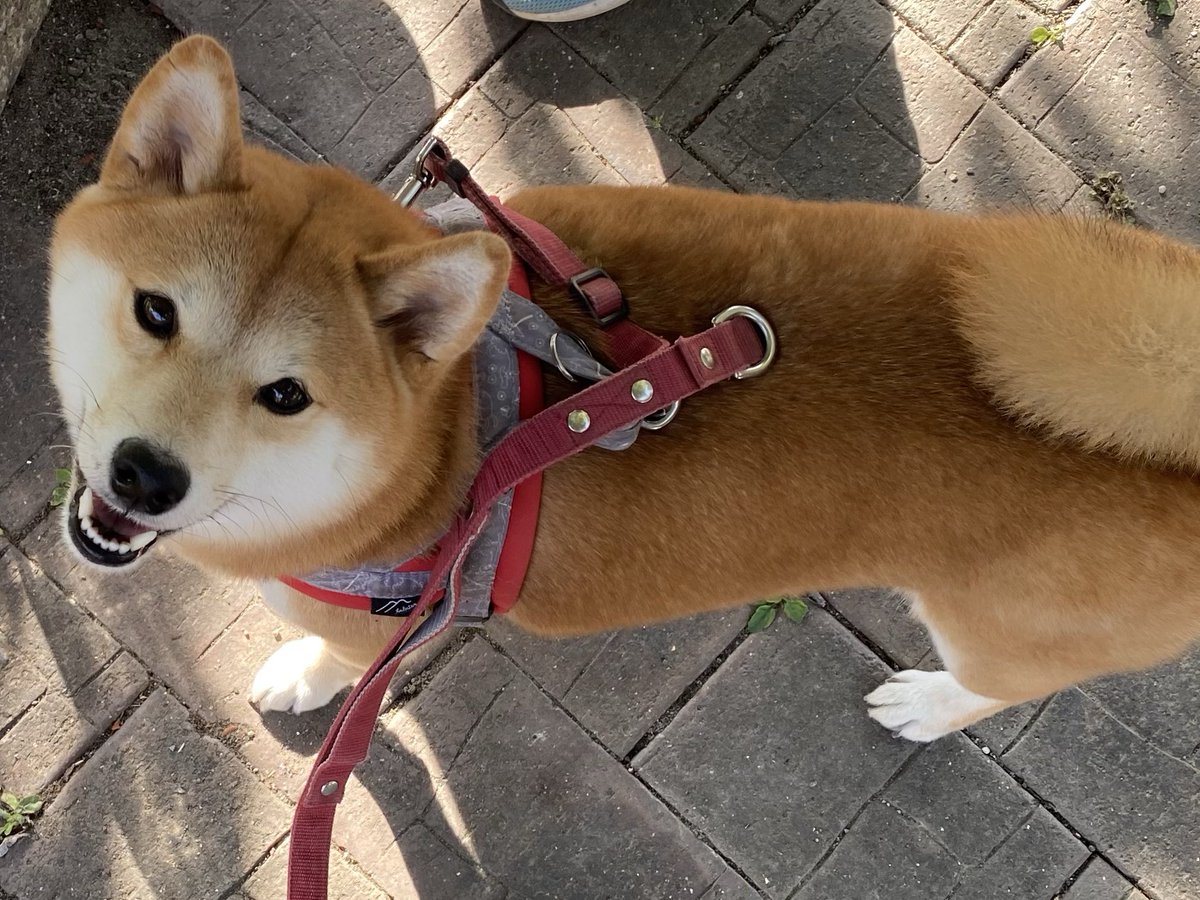nano8go's tweet image. 散歩に行ってくるよ。もう3歳。パピー時には中身がラブラドールだったイッヌも、立派な柴犬になりました🐕