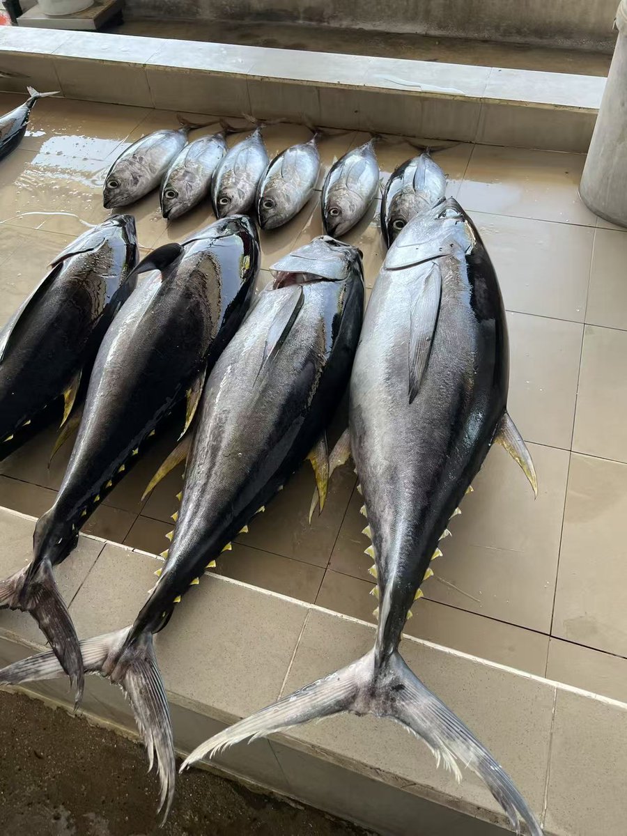 China_Amb_Mdv's tweet photo. The tuna is really fresh today. 
I wonder if the phoenix in the sky has also noticed, and is tempted to descend for a taste? https://t.co/kwIUG8ZyOm