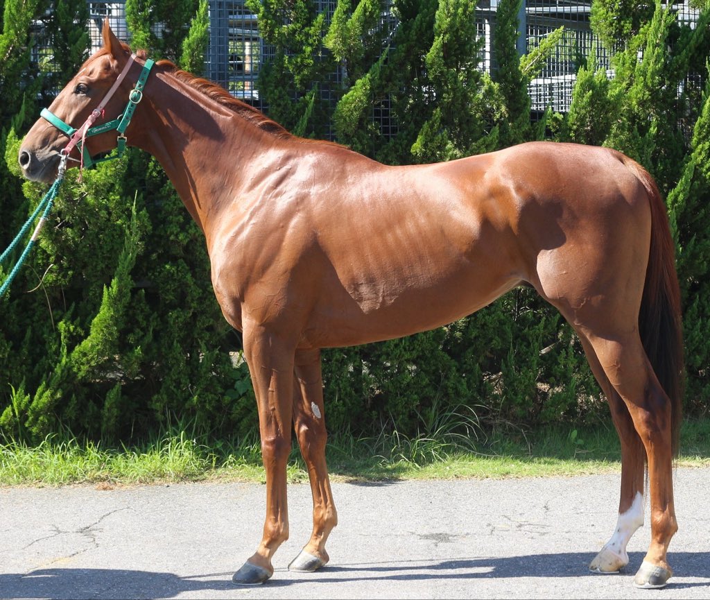 逸品 ヴァレーゼ工房 ブロンズ馬像 鋳造 Valese イタリア サンマルコ