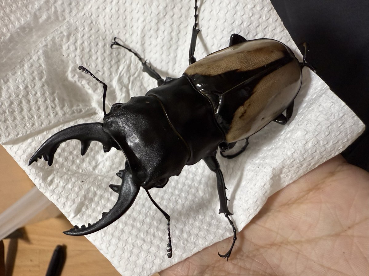 わいちゃん on X