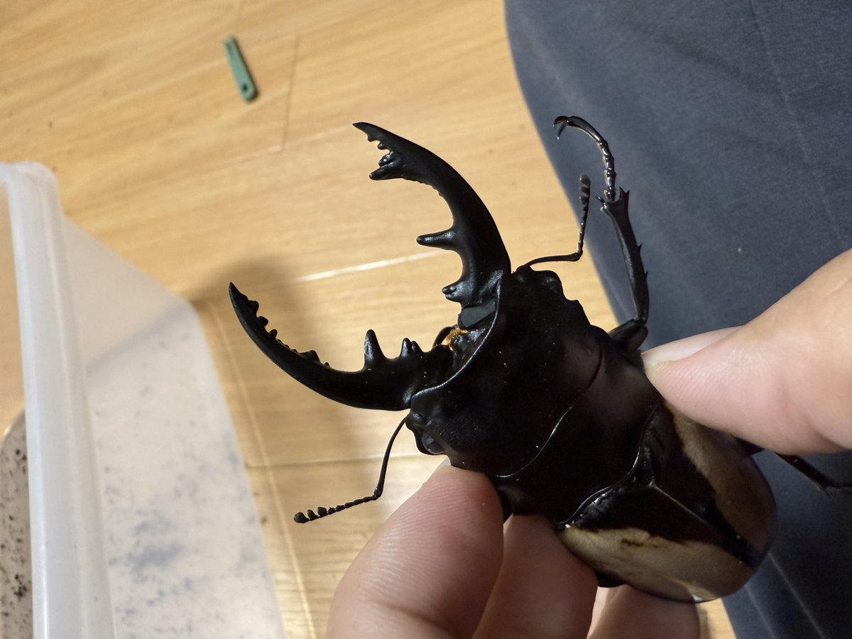 わいちゃん on X