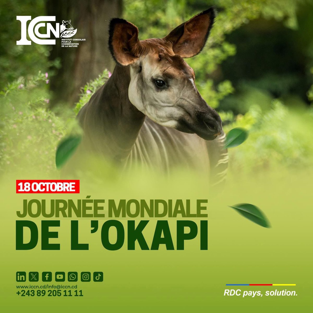 C'est la #JourneeMondialeDeLOkapi ! 🦓💚

L'ICCN célèbre l'Okapi (Okapia johnstoni), trésor unique de la #RDC. Hommage à nos écogardes qui protègent ce joyau.

⁉️Quiz : Quel animal partage le même parenté que l'Okapi ?

#ICCN 
#Okapi 
#WorldOkapiDay 
#Conservation