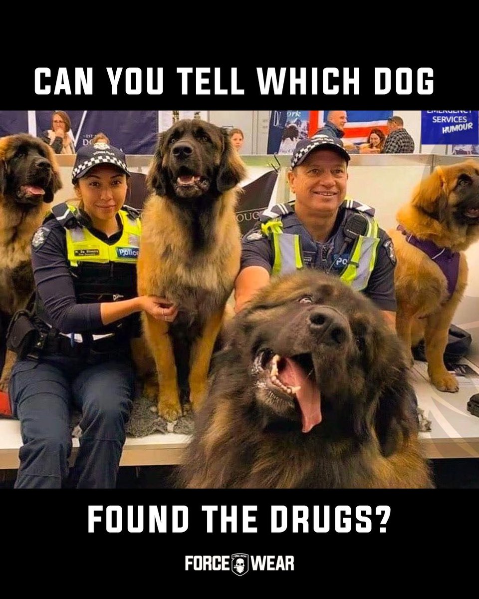 ForceWearHQ's tweet image. I have my suspicions... 🤣🐶

#forcewearhq #veteranmemes #militaryhumour