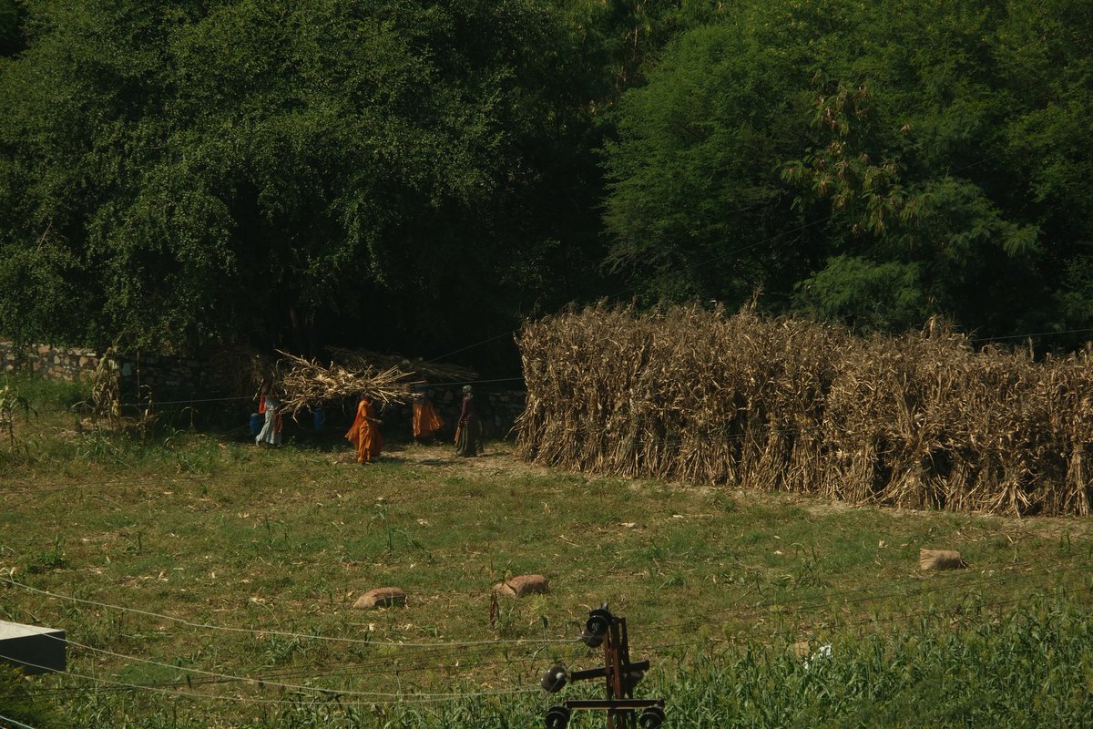 Siddharth0X's tweet photo. Autumn in Udaipur 🌽👩‍🌾🚜🐄🍁🍂 https://t.co/qVBh8oCn2I
