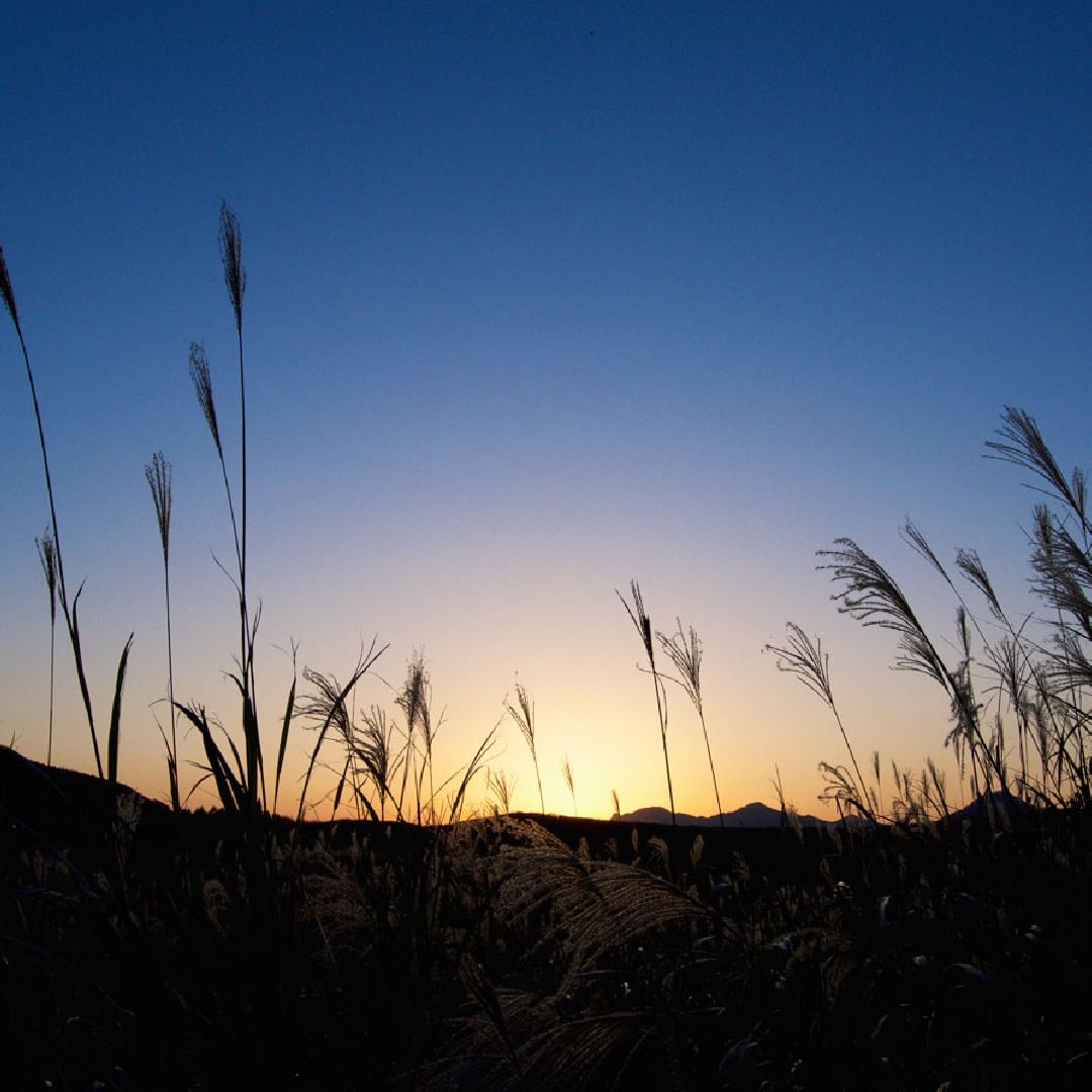 #цветдня #цветнастроения Мэйсёку - это глубокий синий цвет, напоминающий тусклый вечер, имеет значение, близкое к кромешной тьме. Он источает таинственную атмосферу, таящую в себе непостижимые чувства, поскольку «Мэй» символизирует мир, в который человек попадает после смерти