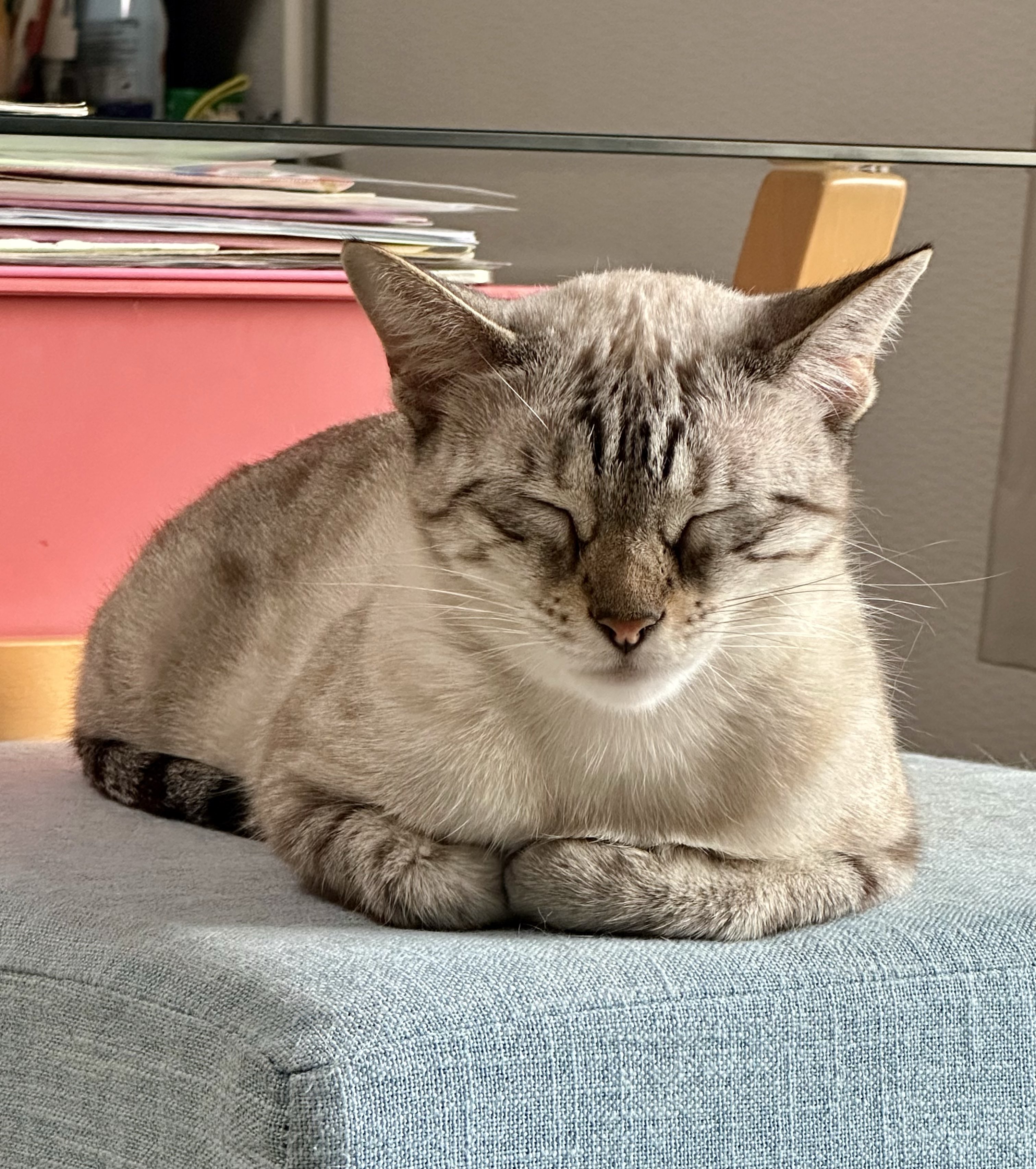 ねころく ② 🐈‍⬛黒猫のん＆ライヤ🐈 on X: 