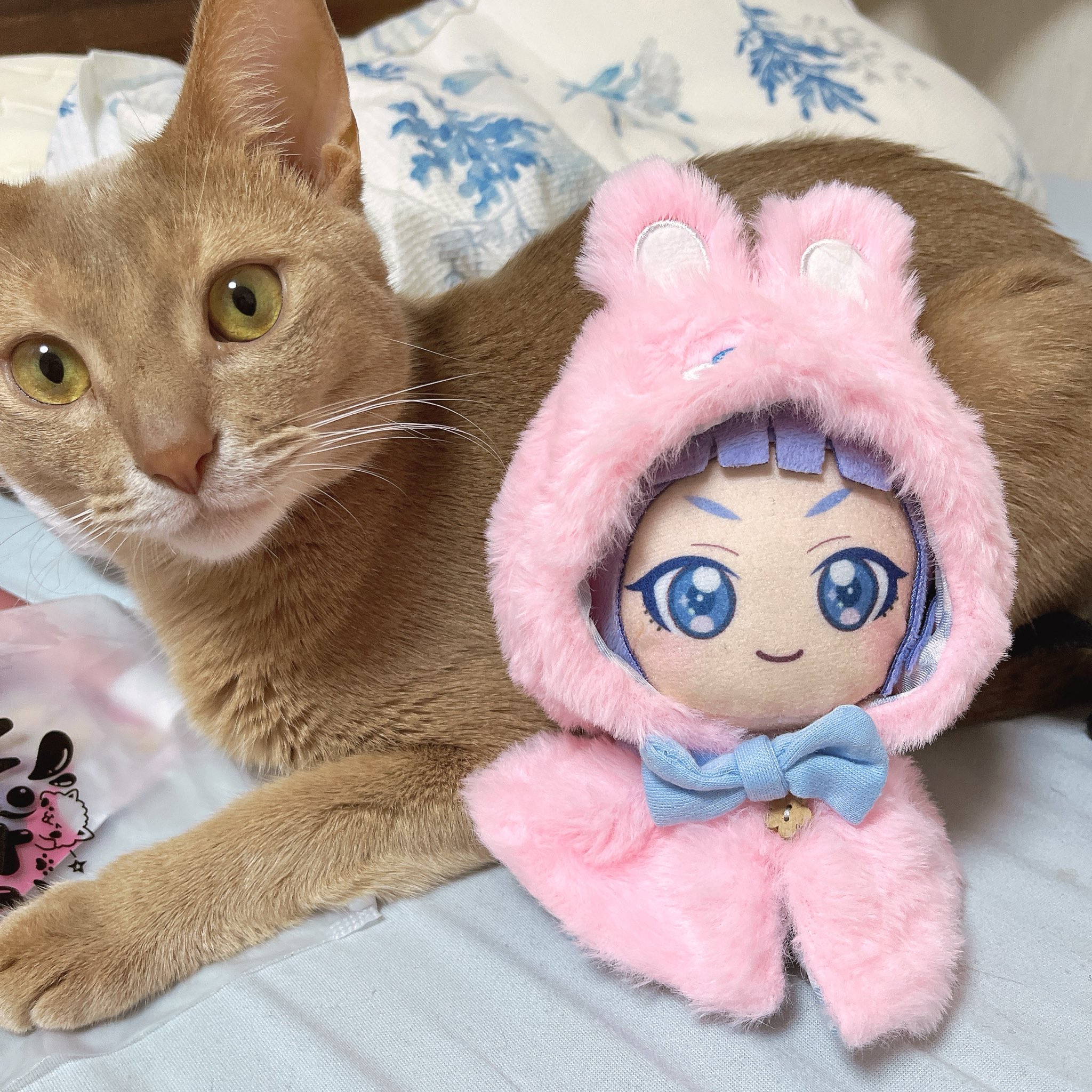 ③猫の日♡限定m(=✧ω✧=)m✧ ✧ ✧ 白猫♡白猫　猫ひな人形 ひざねこ M ぬいぐるみ オッドアイ 白 猫 ネコ ホワイト グッズ