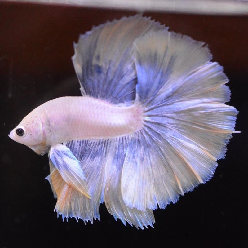 ペットフィッシュ on X: 