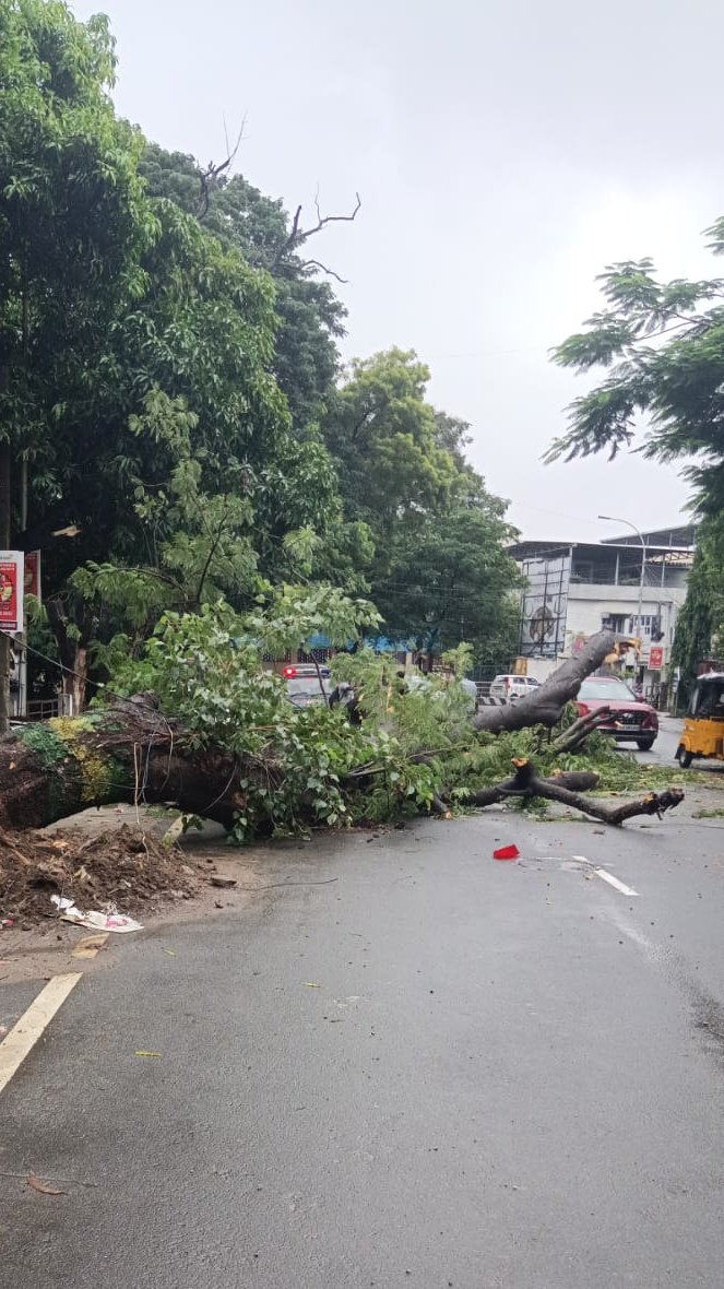 ChennaiTraffic's tweet image. A fallen tree near Loyola College on Sterling Avenue caused traffic slowdown.
#ChennaiTraffic &amp;amp; along with other teams swiftly cleared the obstruction and restored flow.
🌳 லோயோலா கல்லூரி அருகே சாலையில் சாய்ந்த மரத்தை உடனடியாக  அகற்றி போக்குவரத்து சீராக்கப்பட்டது.
 #SwiftResponse