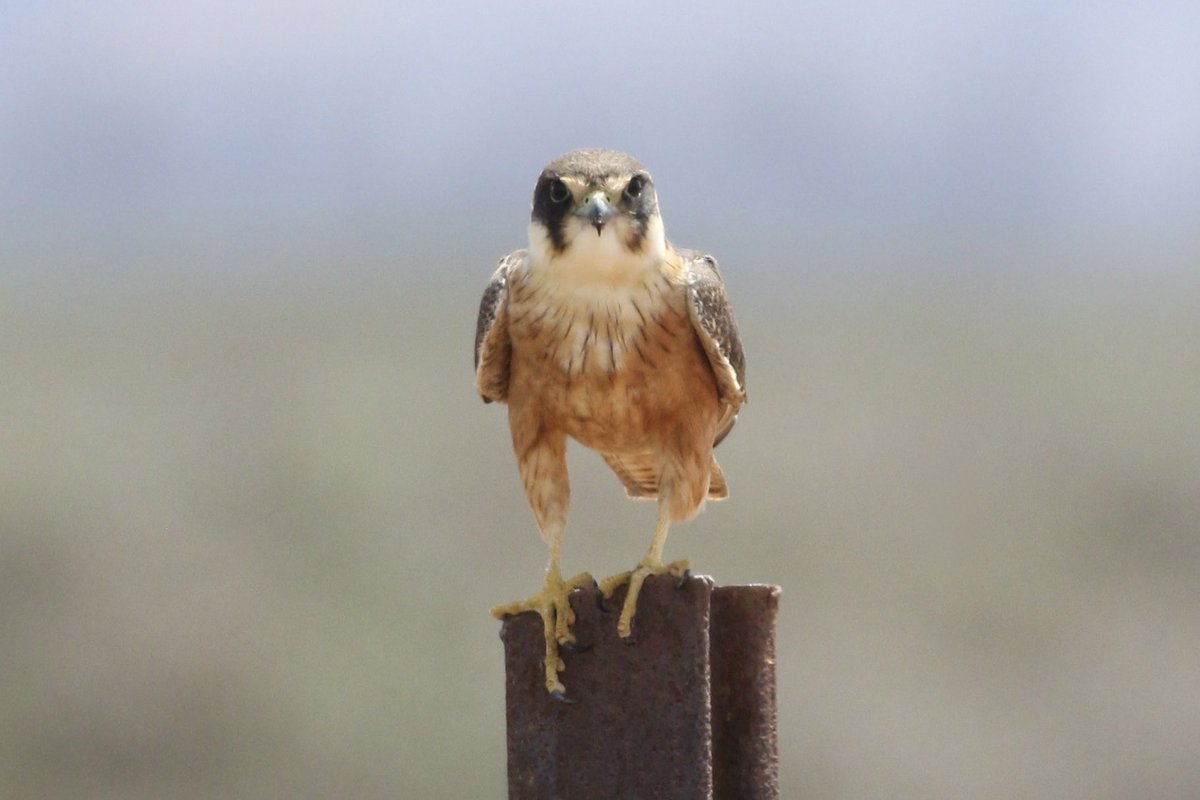 An Australian Hobby, Willochra Plain, SA #birds #BirdsSeenIn2025