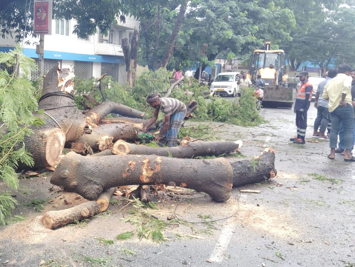 ChennaiTraffic's tweet image. A fallen tree near Loyola College on Sterling Avenue caused traffic slowdown.
#ChennaiTraffic &amp;amp; along with other teams swiftly cleared the obstruction and restored flow.
🌳 லோயோலா கல்லூரி அருகே சாலையில் சாய்ந்த மரத்தை உடனடியாக  அகற்றி போக்குவரத்து சீராக்கப்பட்டது.
 #SwiftResponse