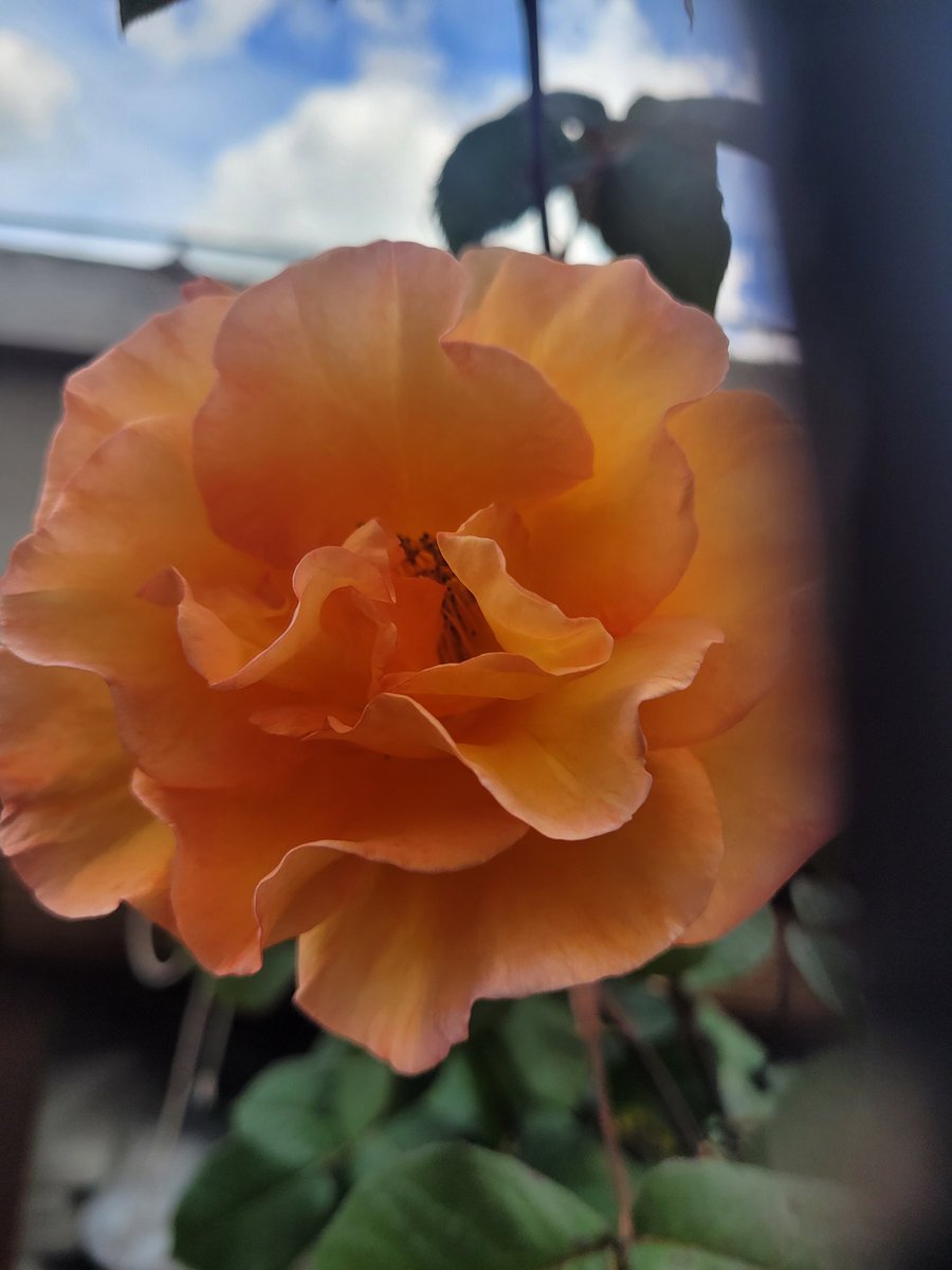 Buen día Orientales; 16 grados por el territorio Arachan . Ayer , se fuen envuelto en su bohemia Ruben Acevedo , referen cía cultural del pago viejo, escritor , poeta , autor de esa canción símbolo que interpretan Los Coplas: Mujer . Que haya paz en su tumba...