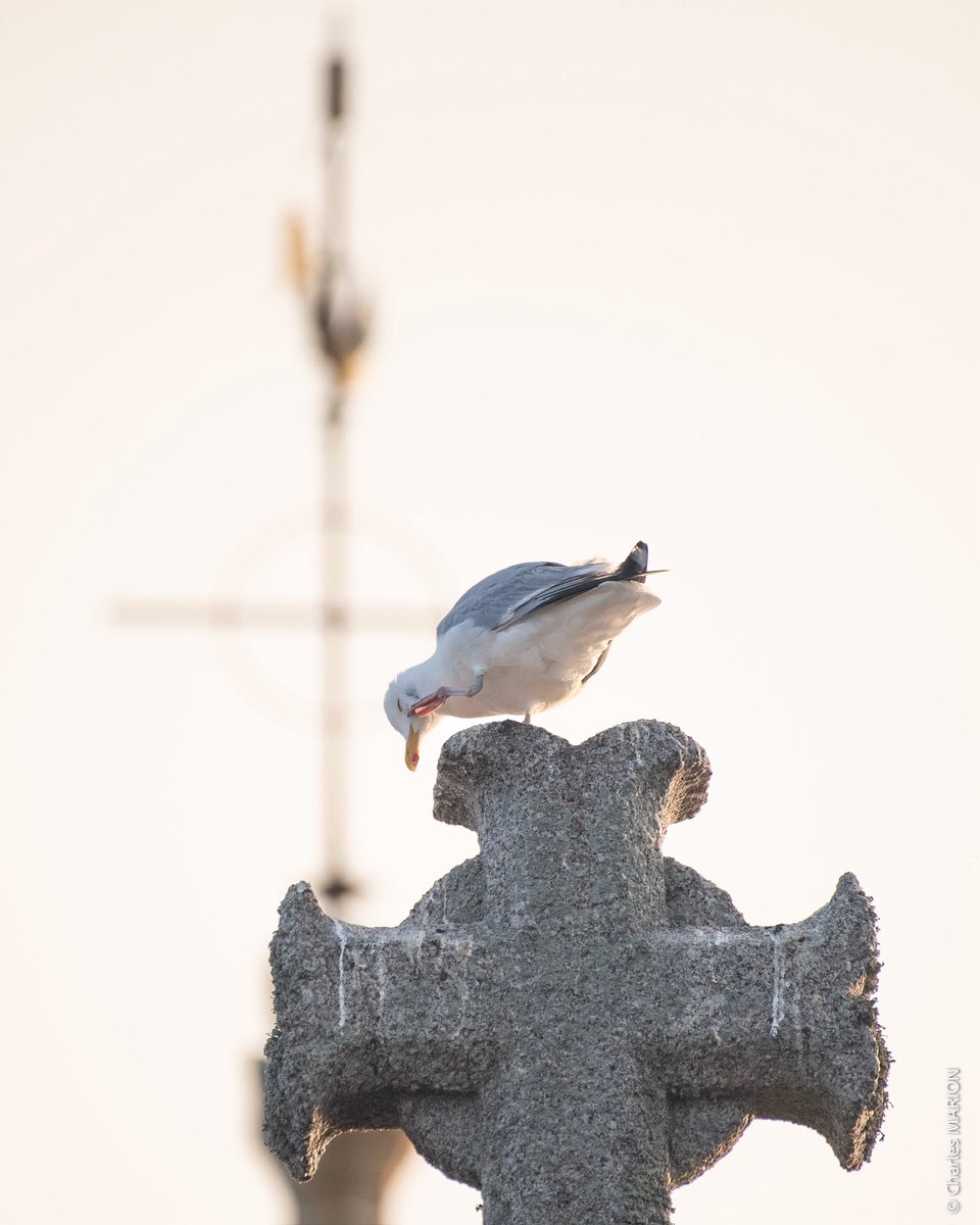 CMphotographer's tweet photo. đ
LevĂ© de soleil sur Molene, une perle de lâIroise que jâai tant aimĂ© parcourir et photographier.
Dans cette sĂ©rie : pas dâhumain. Juste de la sĂ©rĂ©nitĂ©, du calme et lâĂ©veil de la nature.
©ïžC.Marion
#iroise #molene #merdiroise #reportagenature https://t.co/NOhvc55ova