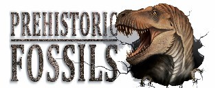 We will be closing EARLY on Thursday 10/23 at 2 p.m and will be CLOSED on Friday 10/24 due to Medical Reasons.  We SHOULD be open again on Saturday 10/25.  Thanks for understanding #closingtime #update #closingearly #checkusoutonline #medicalreasons #prehistoricfossils #branson
