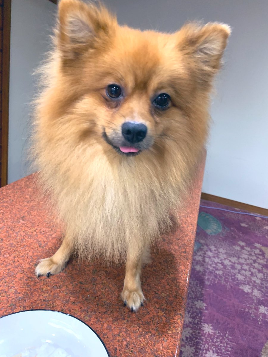 本日は我が家の看板犬ラッキー君の誕生日です！🎉
誕生日プレゼントにケーキをプレゼントしました🍰
食べた後はなんとも言えない絶妙な表情で☺️
ラッキーおめでとう🎉㊗️🎉
#IBSG