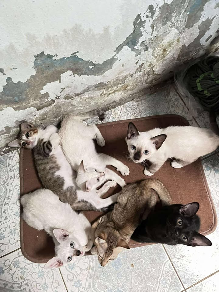 CatsterClub's tweet image. 🏡 หาบ้านให้น้องแมว 🏡
คอกเดียวกัน อายุ2เดือนครึ่ง เลิกนมแม่แล้ว
เรื่องราวแม่น้องเป็นแมวจรมาคลอดใกล้ๆบ้าน น้องเลยเป็นแมวจรทั้งหมด แถวบ้านมีสุนัขหลายตัว กลัวน้องโดนกัดตุยค่ะ
ช่องทางติดต่อ ไลน์ : lalipopp_22
พิกัด : คลองเตย พระรามสี่ ส่งใจแอดขอรูปเพิ่มเติมได้ นัดรับได้ ค่ะ…