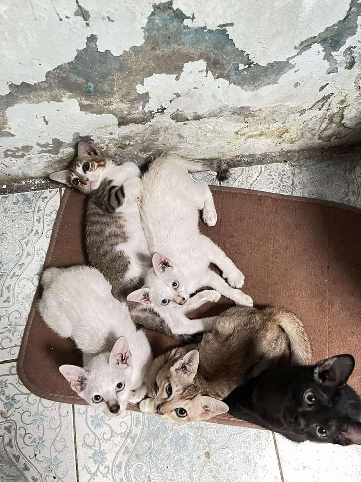 CatsterClub's tweet image. 🏡 หาบ้านให้น้องแมว 🏡
คอกเดียวกัน อายุ2เดือนครึ่ง เลิกนมแม่แล้ว
เรื่องราวแม่น้องเป็นแมวจรมาคลอดใกล้ๆบ้าน น้องเลยเป็นแมวจรทั้งหมด แถวบ้านมีสุนัขหลายตัว กลัวน้องโดนกัดตุยค่ะ
ช่องทางติดต่อ ไลน์ : lalipopp_22
พิกัด : คลองเตย พระรามสี่ ส่งใจแอดขอรูปเพิ่มเติมได้ นัดรับได้ ค่ะ…