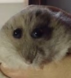 DanielOlimid's tweet photo. @pastelzia how I look at this post knowing your biggest accomplishment was not getting oneshot while placing the only ward of the match https://t.co/B91xOzCvlk