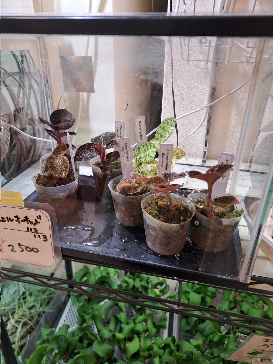 あすと@sweets&plants🍡🪴 (@ast_sweets) / Posts / X