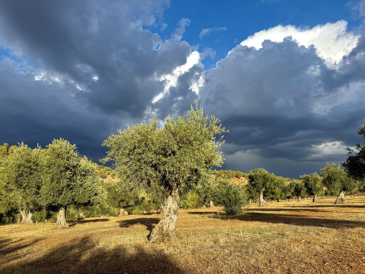 The approaching storm. A sudden gust of wind as black clouds gather over the hills. Strong late afternoon sun on olive trees just before the light is extinguished. Near Granada, Spain yesterday.