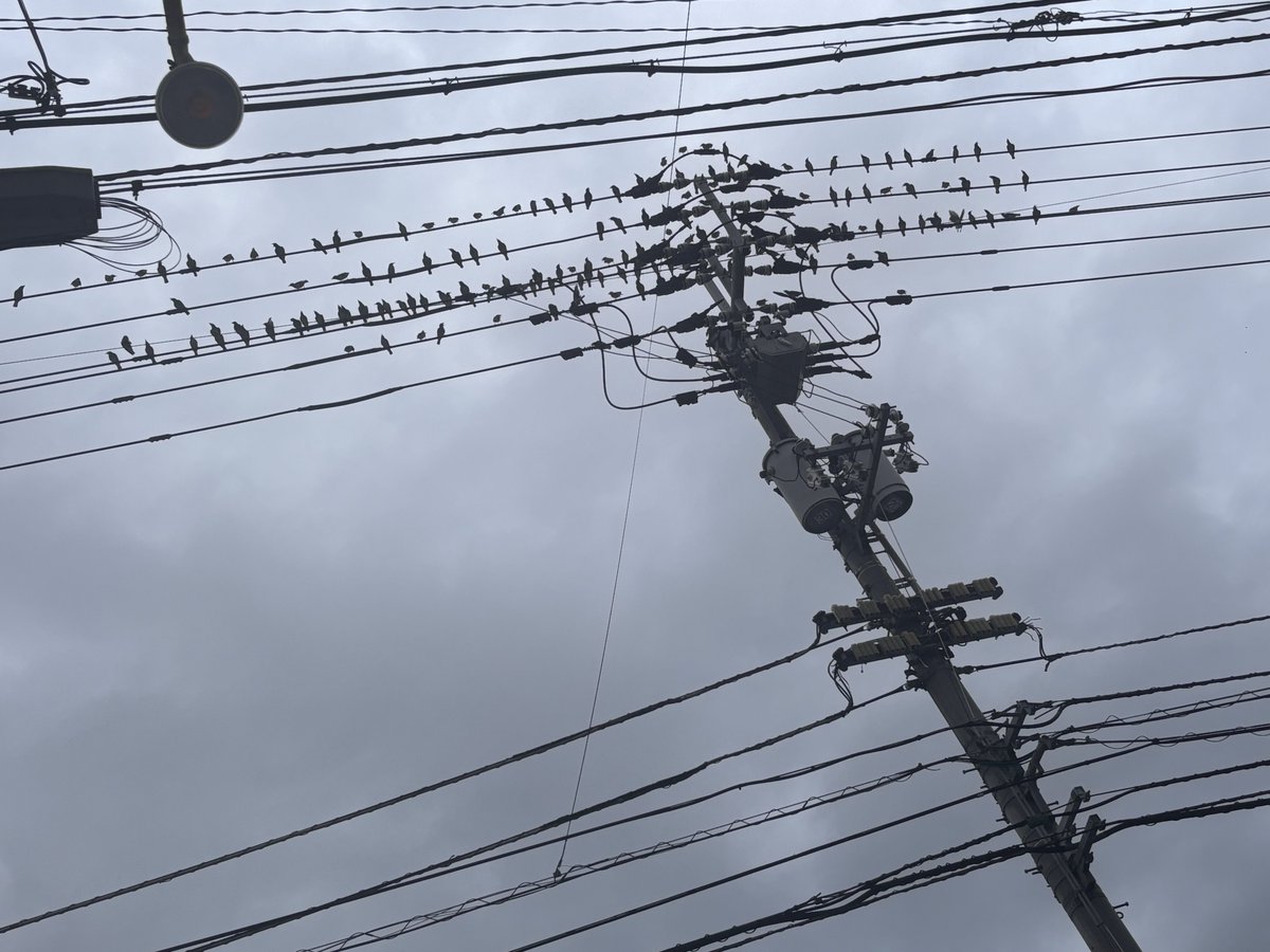 k_t_m_r_r's tweet image. 鳥すんごい