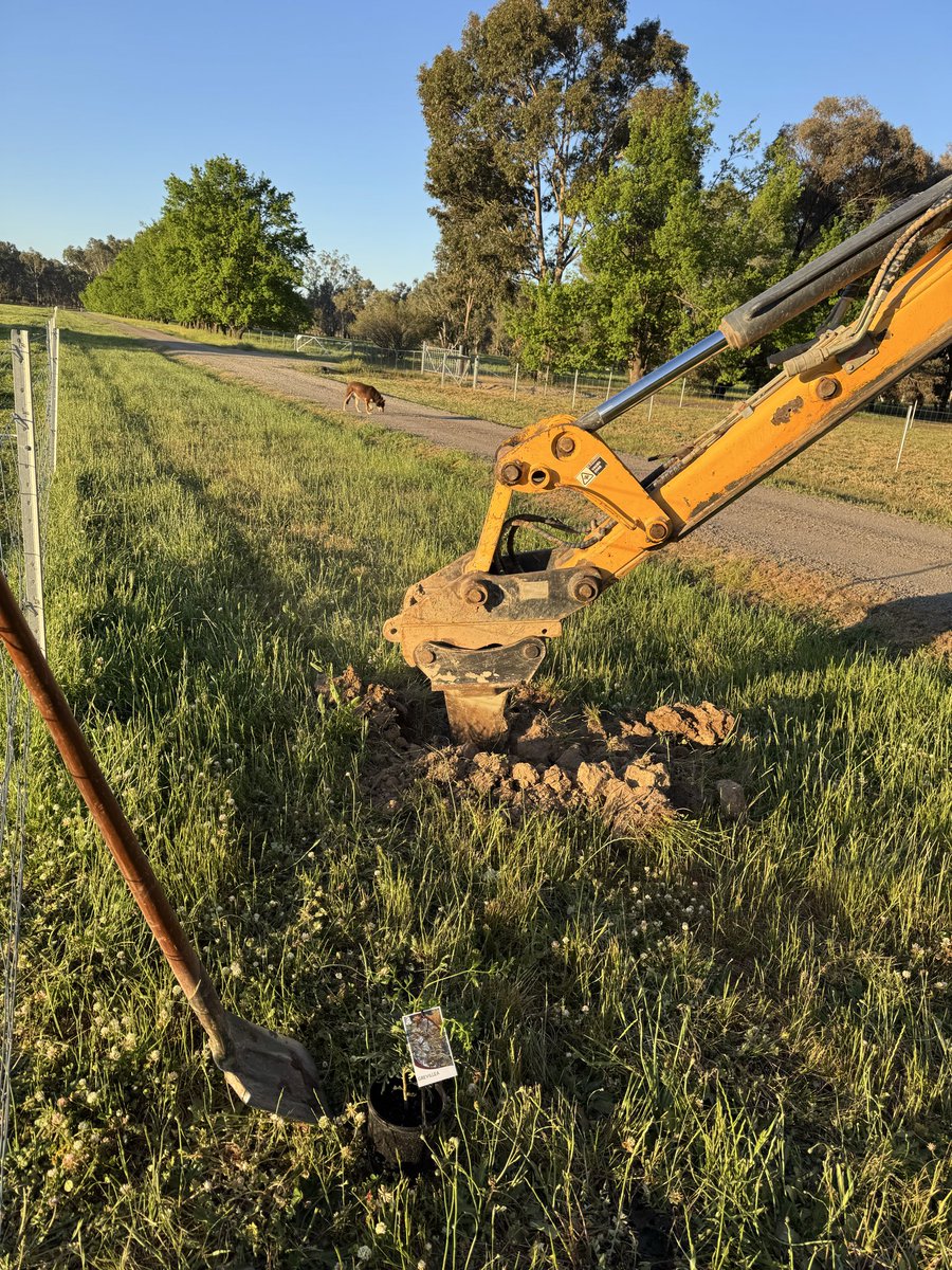 Silky oaks Grevillia robusta are the most beautiful Aussie Xmas tree with their golden candles in summer. Ground a tad to dry and hard for the shovel so Jolene is on the job.