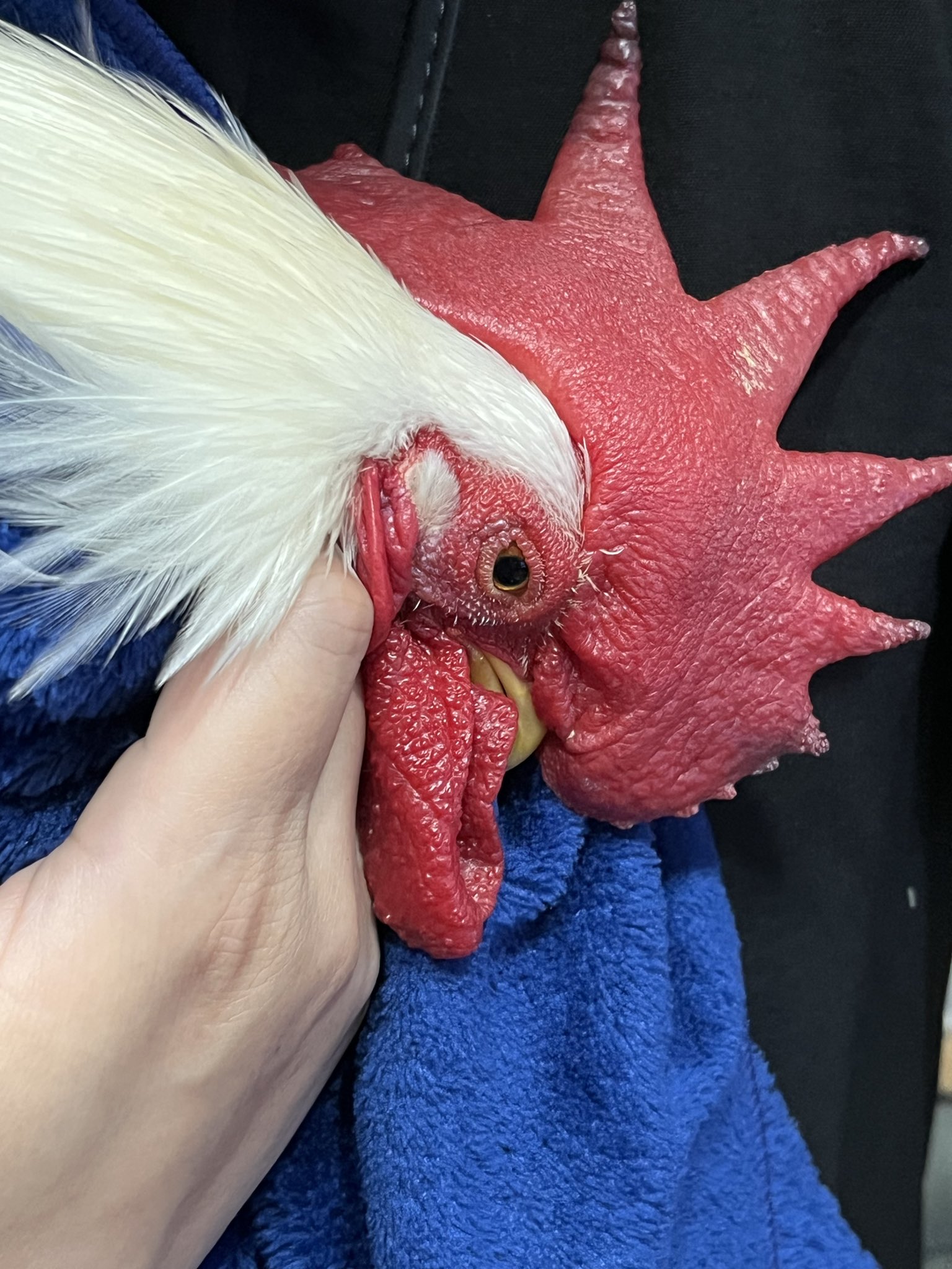 嘴廣 鸛（はしびろこう） on X: 