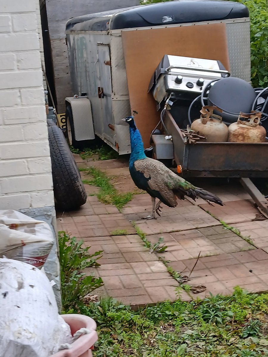 dani14670's tweet photo. @CTVKitchener  this was the not the animal that I expected to see in my front yard this morning https://t.co/Ojk6b9j00M