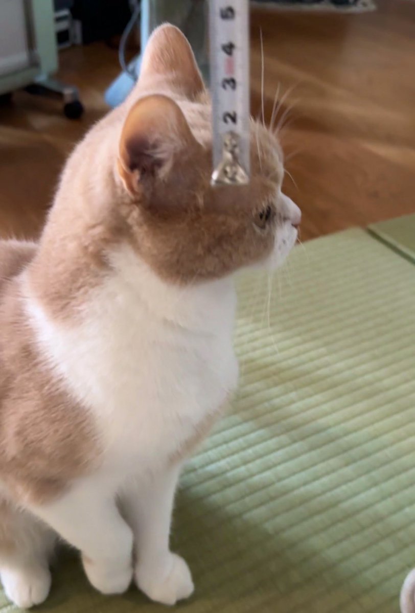 しょがストさんのアンテナ(上髭)は約4.6cmでした。上回るねこさんいる？