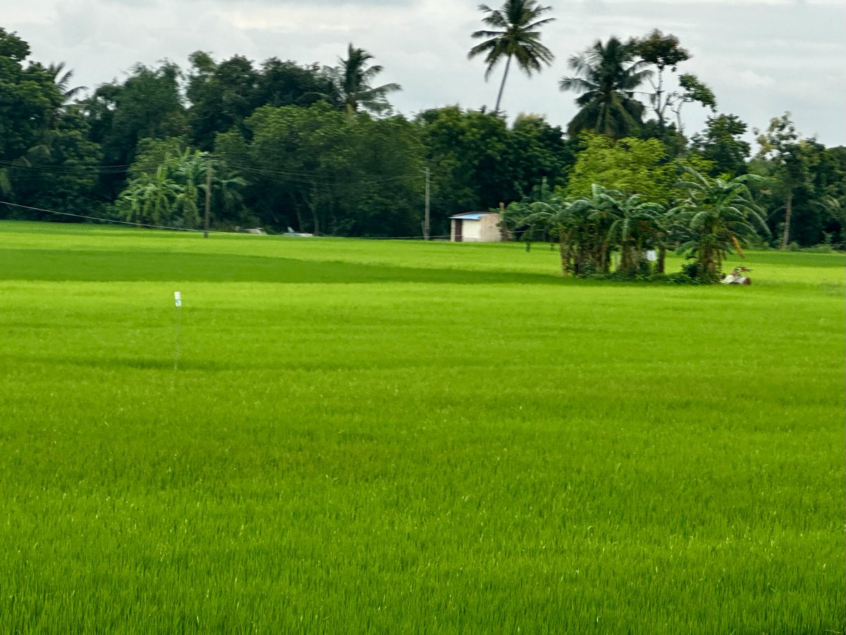 KarunyanMBA's tweet image. Greenery #paddy fields
