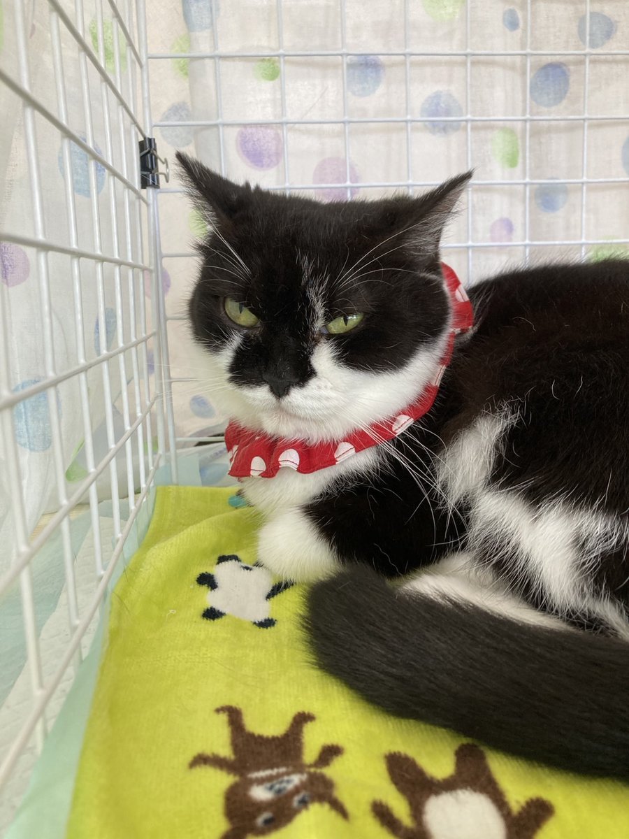 10 月19日日曜日は譲渡会を開催します😻💞
子猫も成猫も参加します💞
多頭飼育崩壊現場の可愛い子達も里親募集していきます✨
慣れてる子達もたくさんいるので気になったらDM下さい💖
譲渡会でも受け付けてます😻

毎月第1と第3日曜日は　@kodomofuruhonten  さん主催のマルシェも開催しています🎈🌻