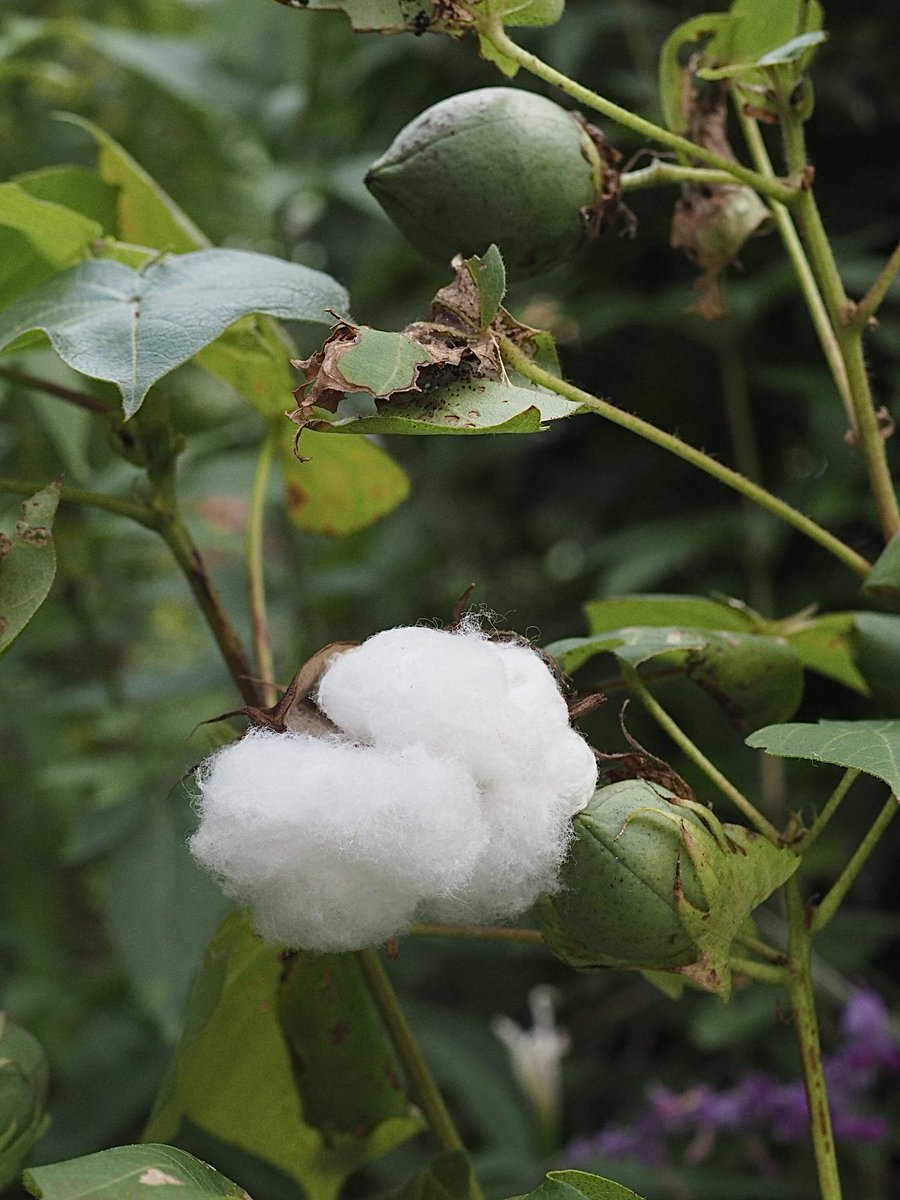 cocopiyo's tweet photo. 鉢植えの綿が順調に育っています
#綿
#わた
#ワタ
#コットン
#cotton
#コットンボール
#鉢植え
#cocopiyo https://t.co/CsqTJQiKtM