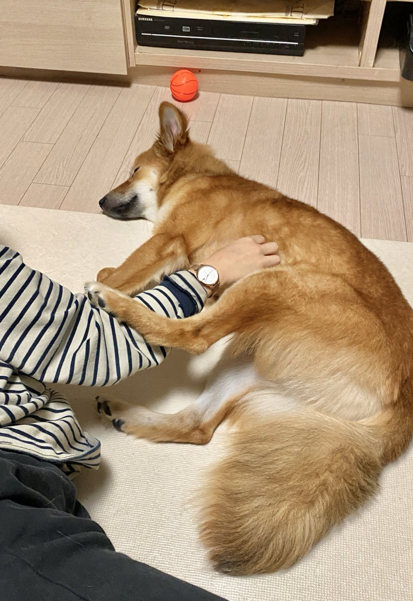 lambert078's tweet photo. 강아지 평소에 항상 밥안머거 시장무서워 잉잉앵앵 상태로 있길래 그냥 애기녀석이라고만 생각하고 있었는데 오늘 나랑 여자친구 물리적으로 위협을 받을만한? 상황이 벌어지니까 우리를 구하려고 막 달려와서 조금의 망설임도 없이 상황으로 뛰어듦 이.... 이녀석 그냥 아기겁쟁이인줄 알았는데..... https://t.co/vzgVZbPKsx
