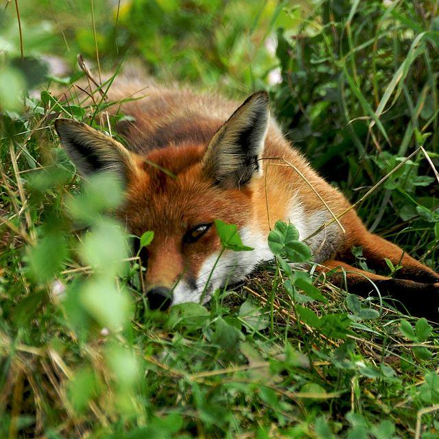 Fox (@hourlyfox) on Twitter photo 