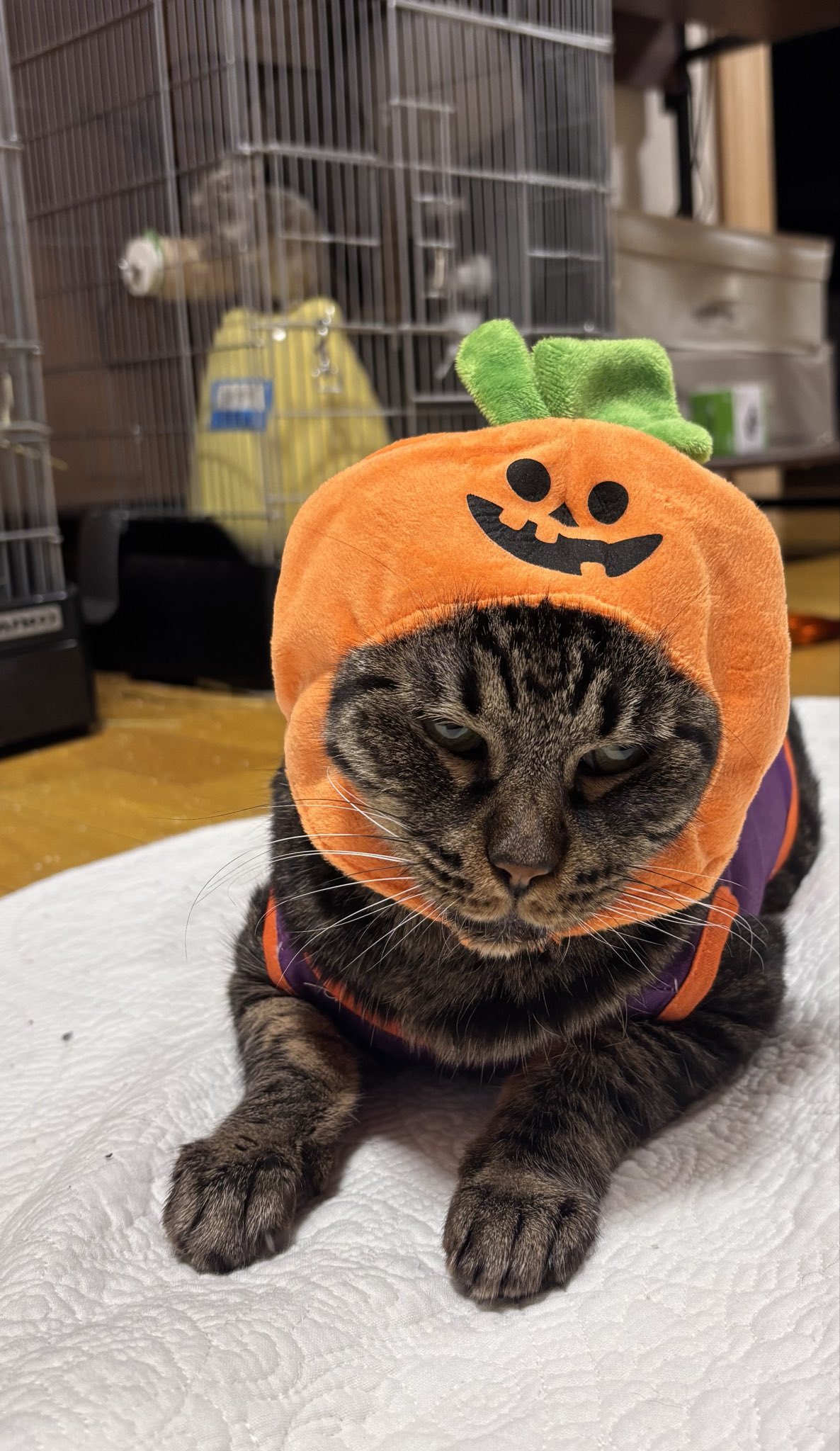 リボーンドールLico(梨心) on X: 